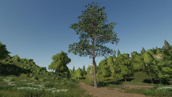 FS19 - Pine Can Be Placed V1