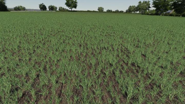 FS19 - Realistic Cereal And Canola Crop Densities V1