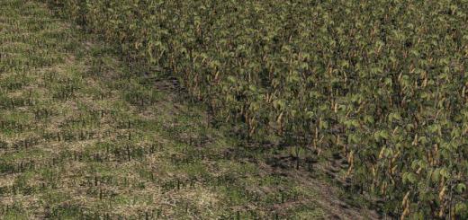 Photo of FS19 – Oat, Soybean, Oilseed Radish, Sugar Beet V1