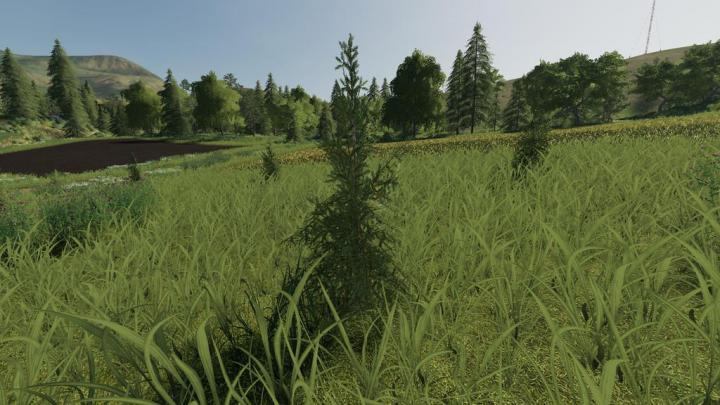 FS19 - Plantable Spruce Trees V1